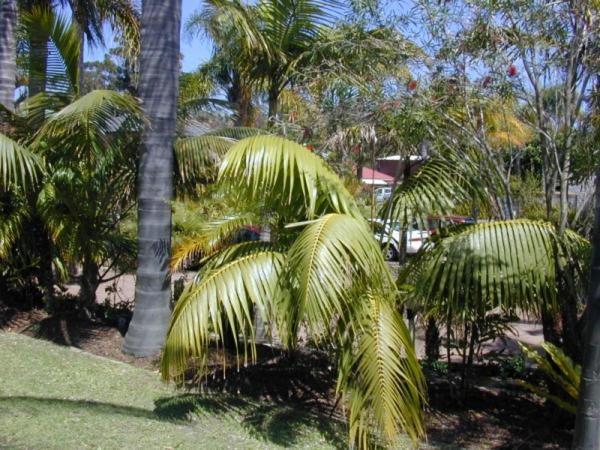 Leilani Haciendas Nelson Bay Kültér fotó